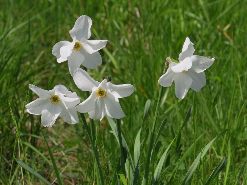 (24) Pheasant's-eye Narcissus (Narcissus poeticus).JPG